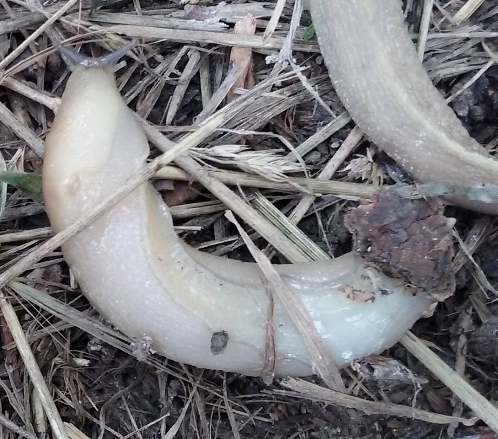 Limax da identificare